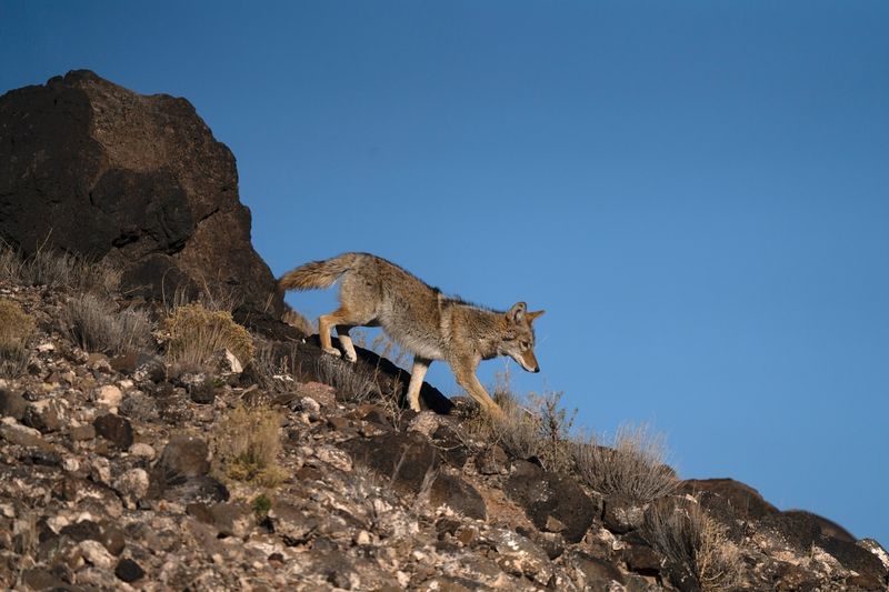 Coyote Jazz Festival in New Mexico