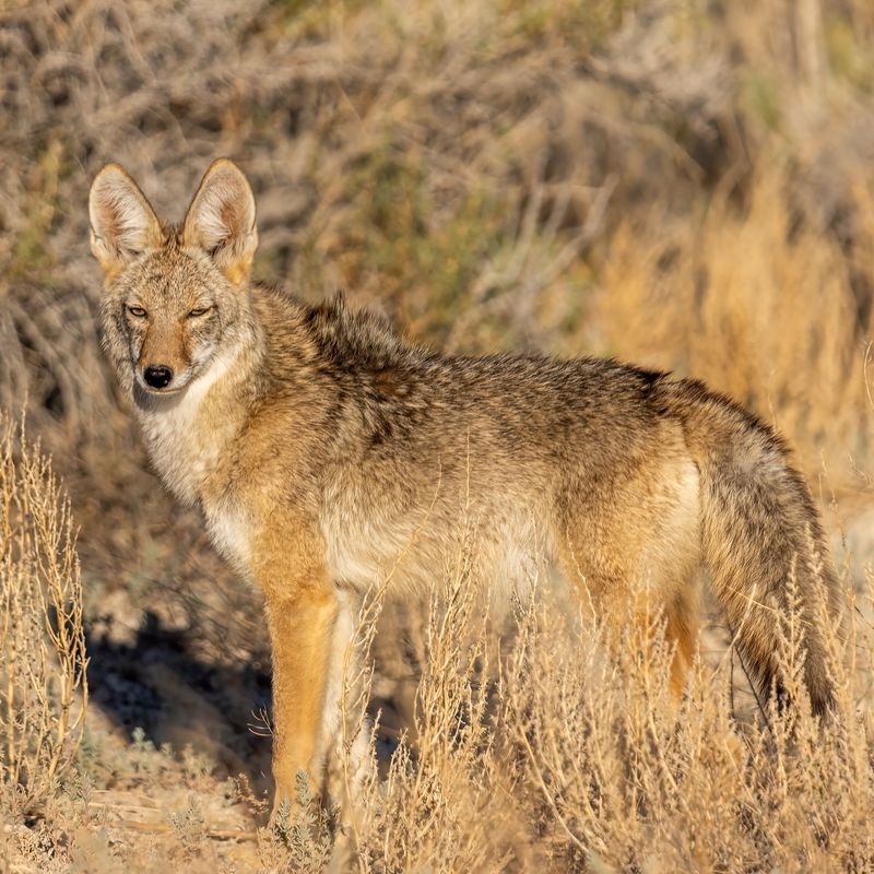 Coyote Legal Protection