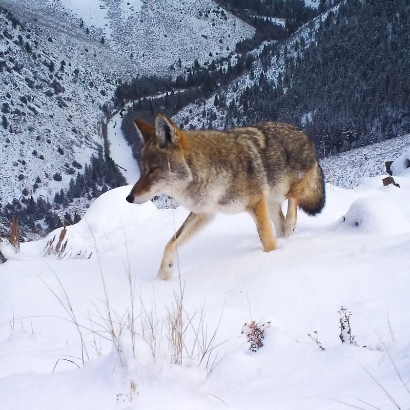 Coyote Migration Patterns