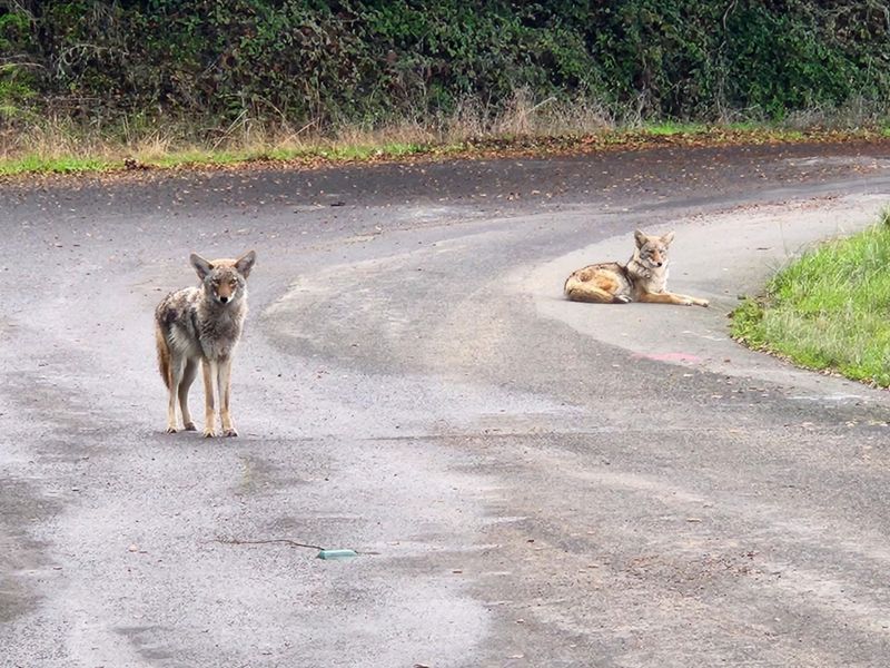 Coyote Safety Tips for Residents