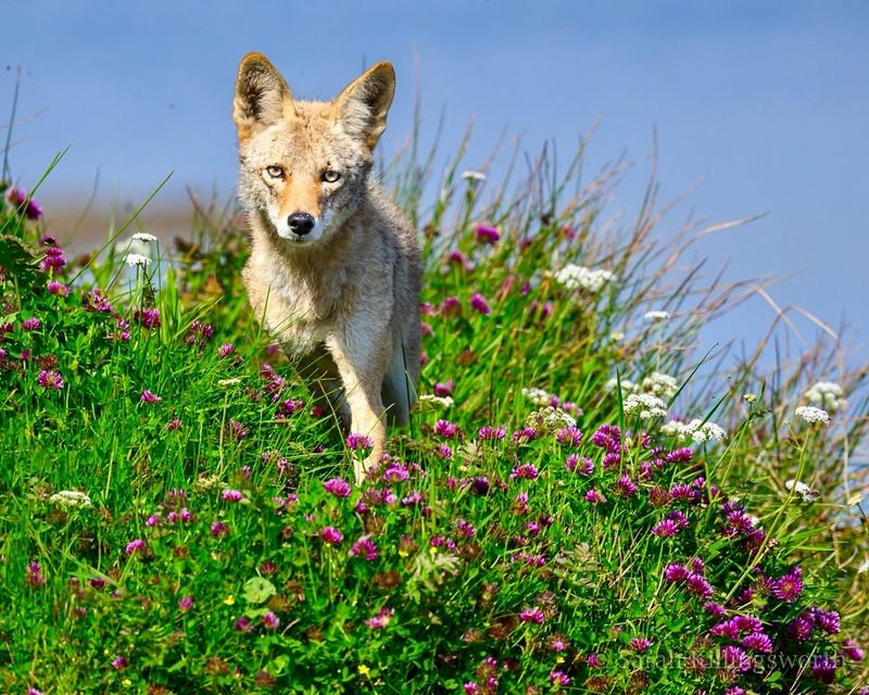 Coyote Seasonal Behavior