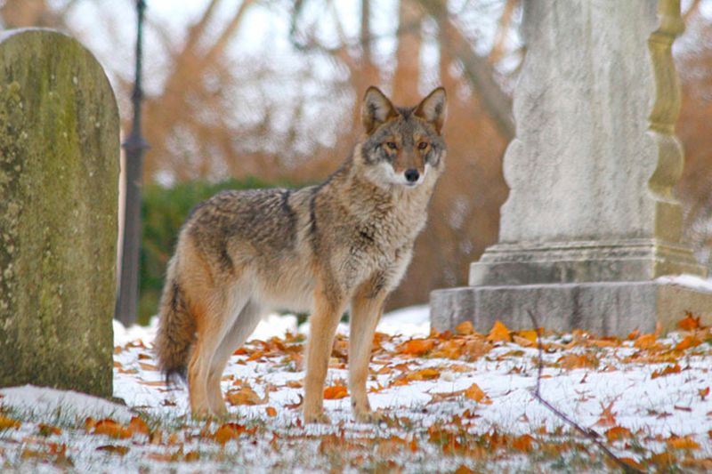 Coyote Superhighway in Maine