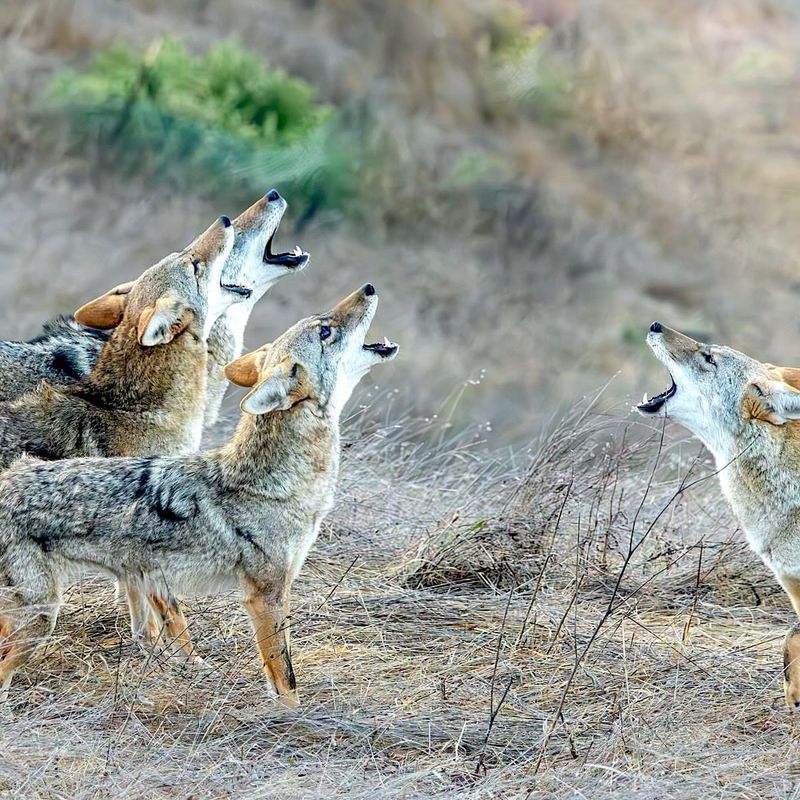 Coyote Territorial Behavior