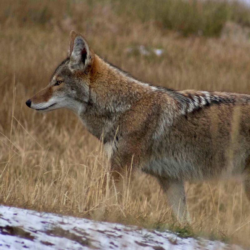 Coyote Urban Legends