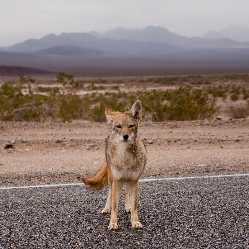 Coyotes