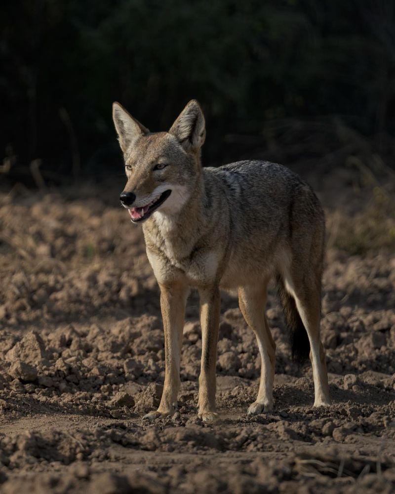 Coyotes