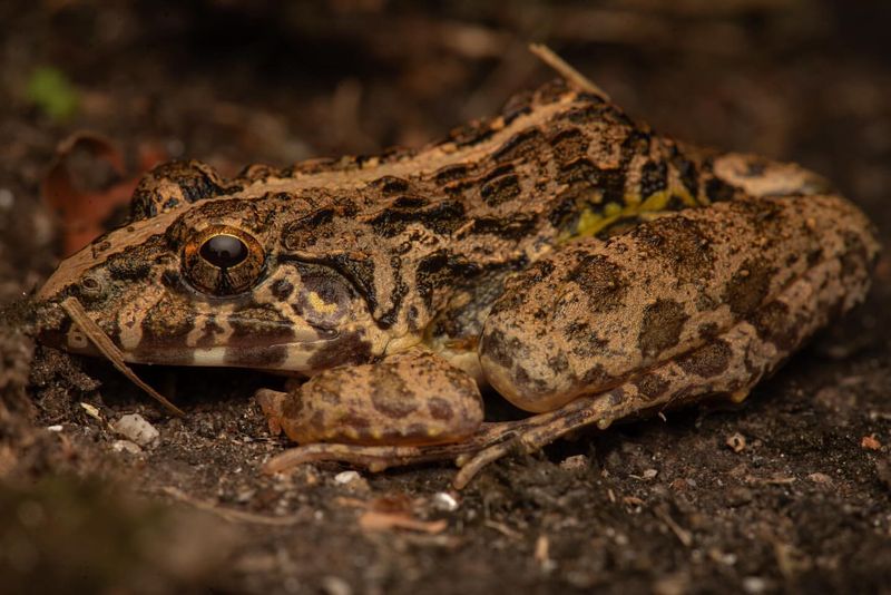 Crab-Eating Frog