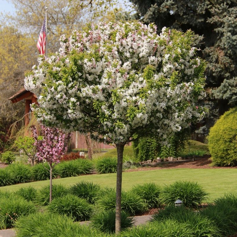 Crabapple Tree