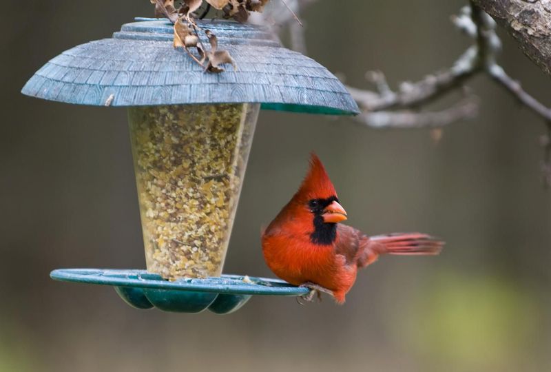 Create a Cardinal-Friendly Environment