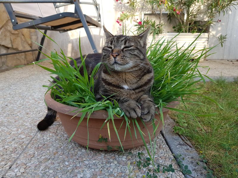 Create a Dedicated Cat Garden