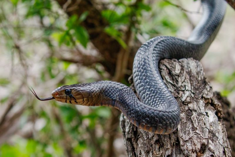 Creating Snake Habitats