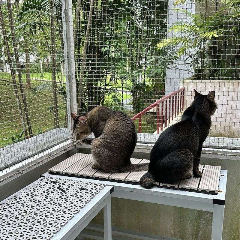 Creating a Cat-Friendly Outdoor Space