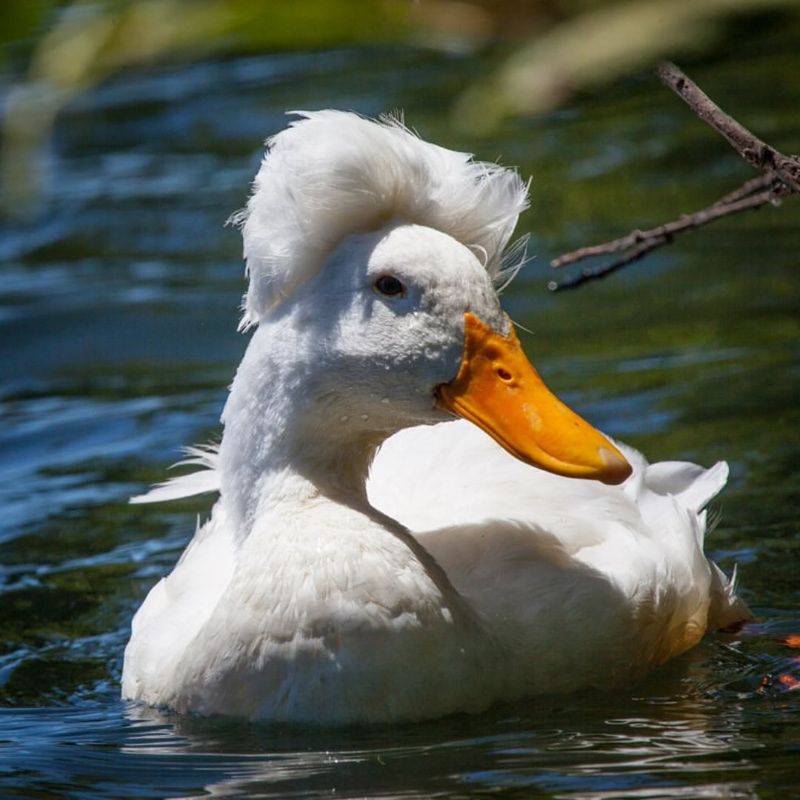 Crested Duck