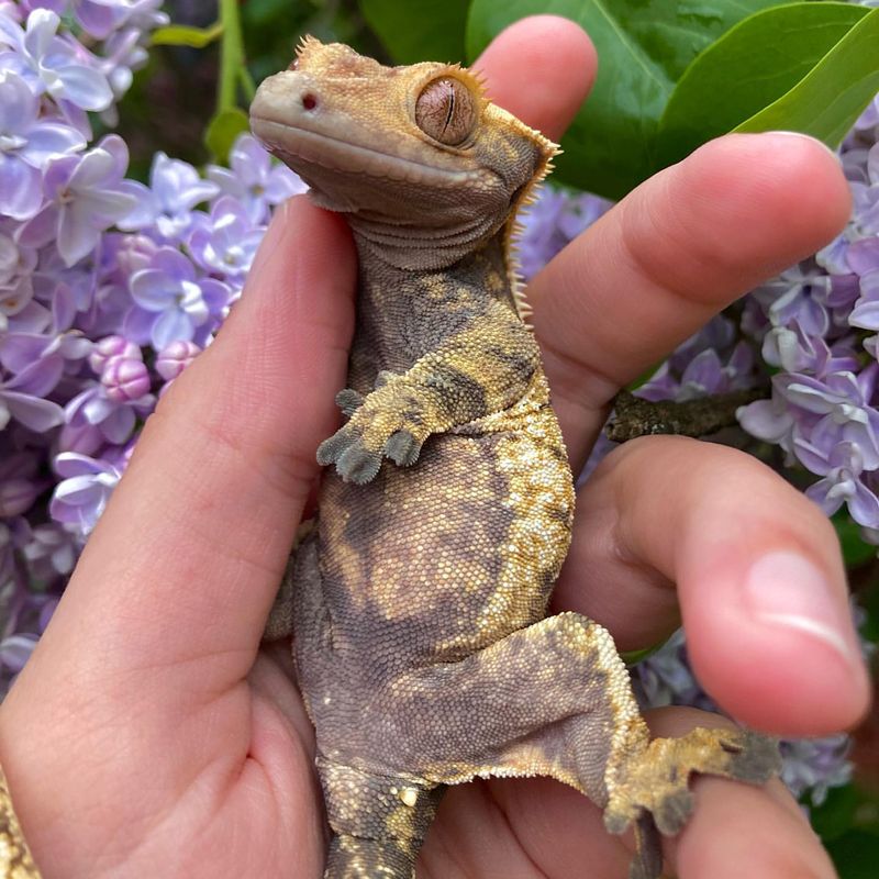 Crested Gecko