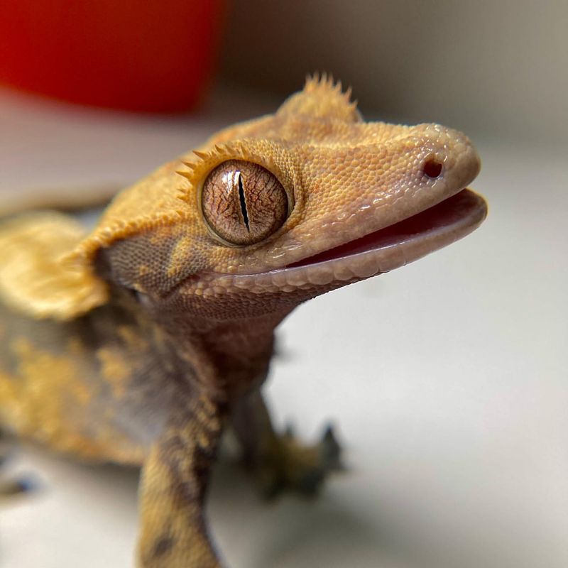 Crested Gecko