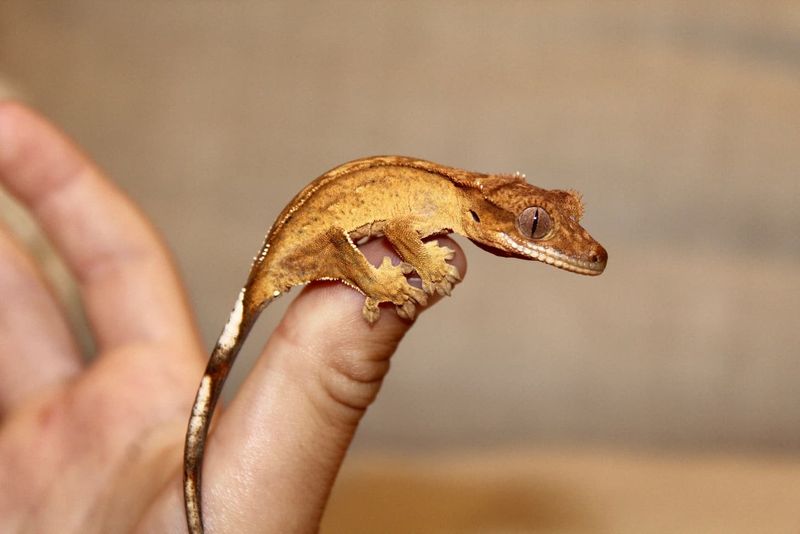 Crested Gecko