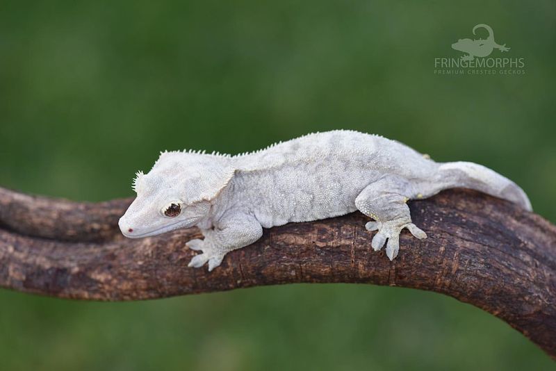 Crested Gecko