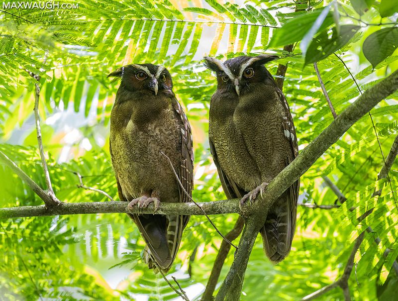 Crested Owl