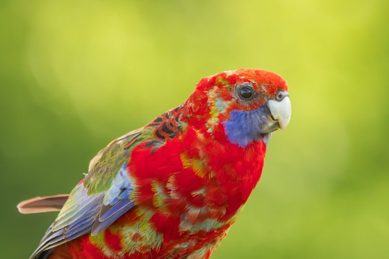 Crimson Rosella