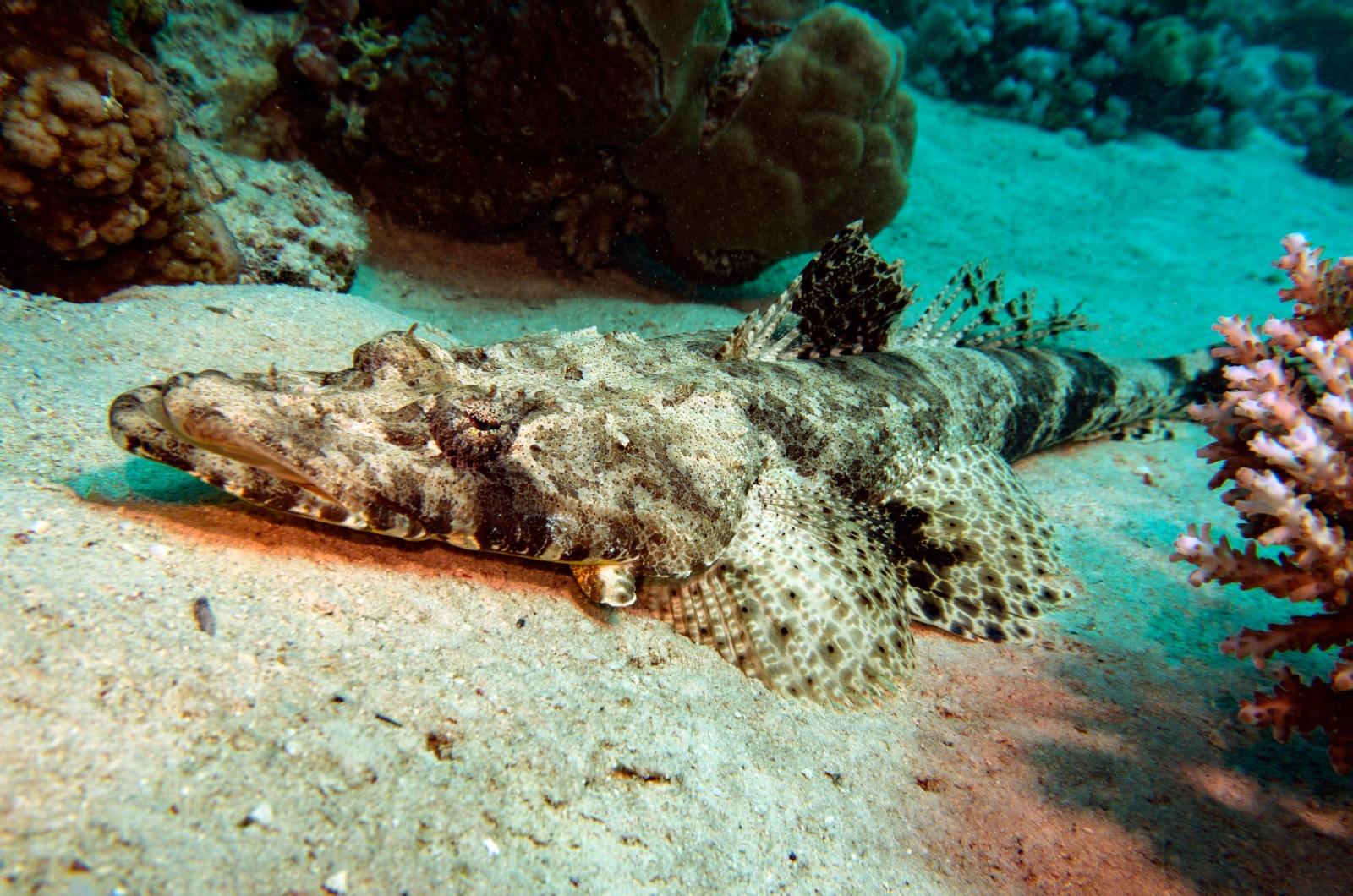 Crocodile Fish