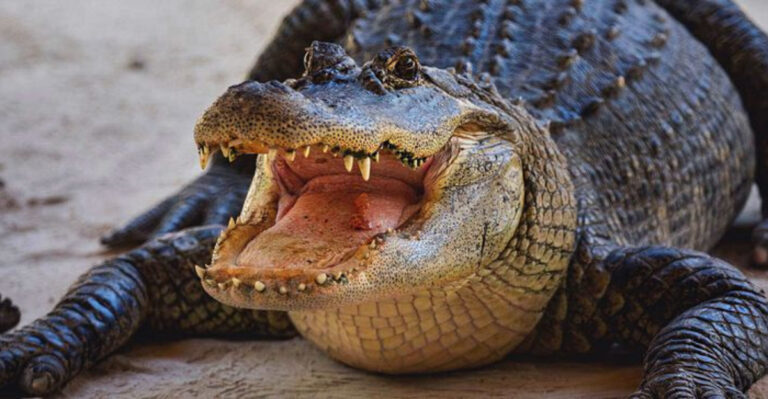 Crocodile Vs. Alligator 12 Key Differences You Might Not Know
