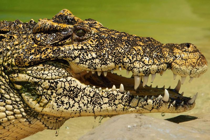 Crocodile