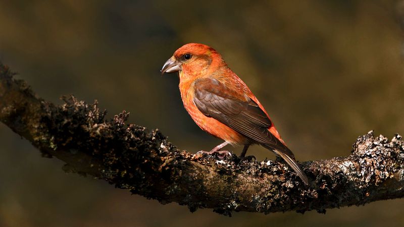 Crossbill