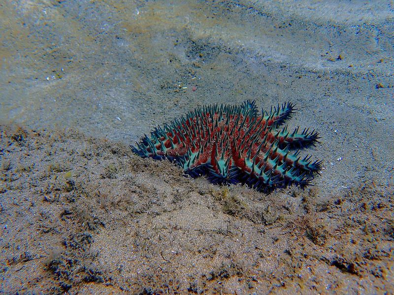 Crown-of-Thorns Starfish