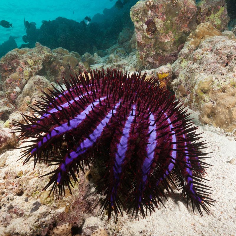 Crown-of-Thorns Starfish