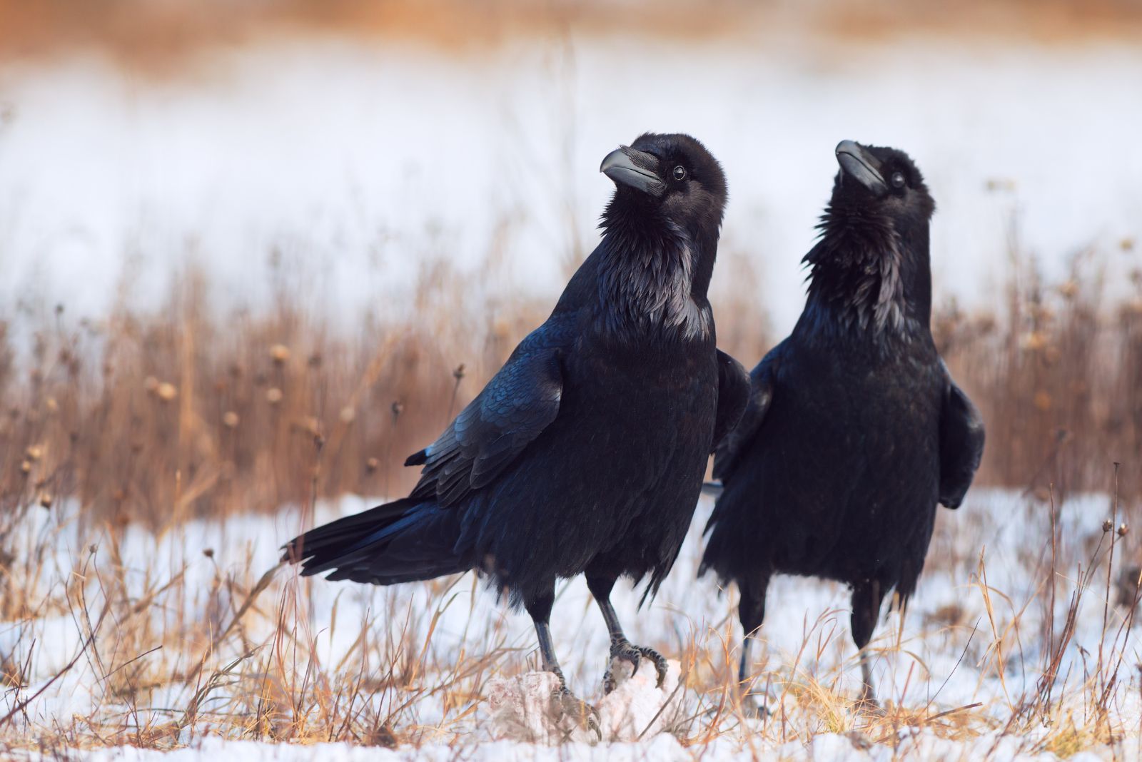 Crows and Ravens