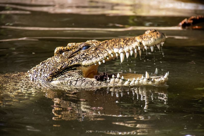 Cuban Crocodile