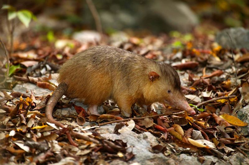 Cuban Solenodon