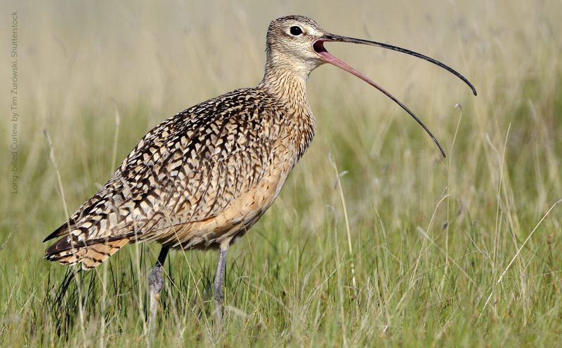 Curlew