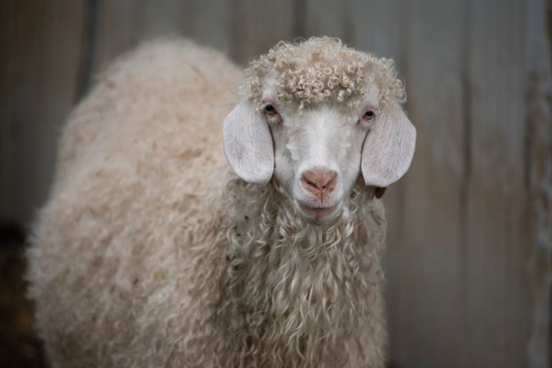 Curly-Coated Angora Goat