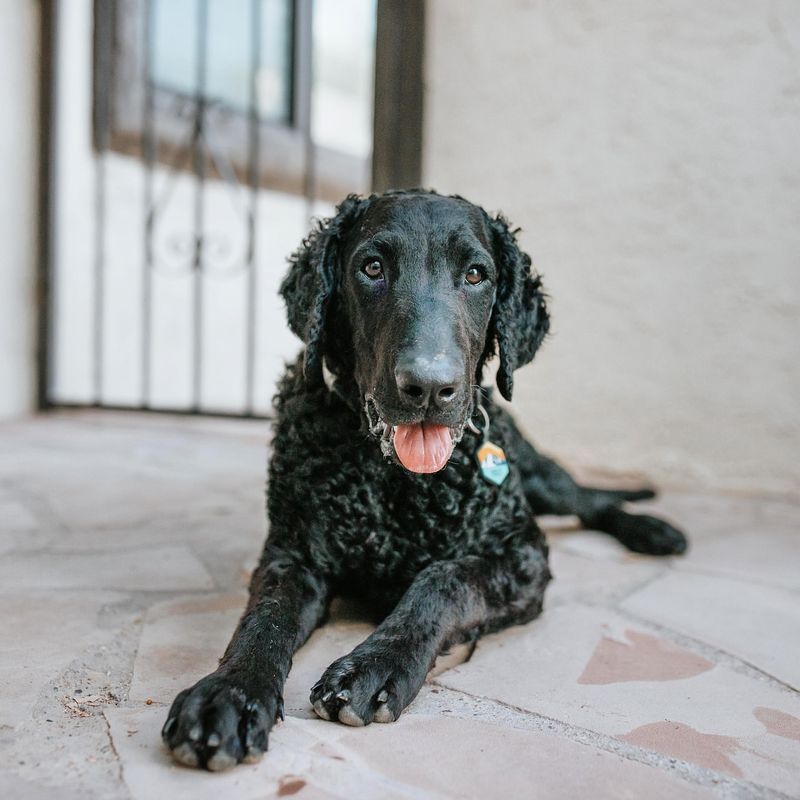 Curly-Coated Retriever