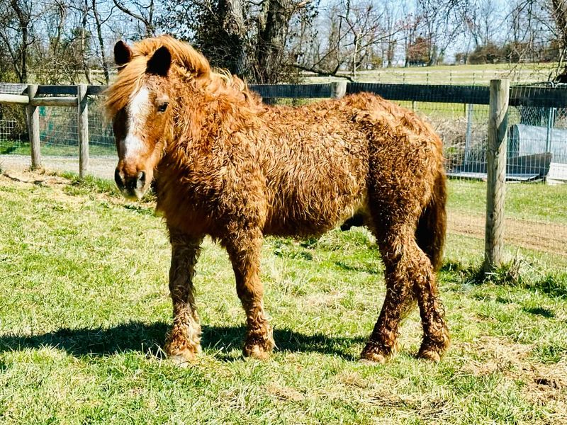 Curly Horse