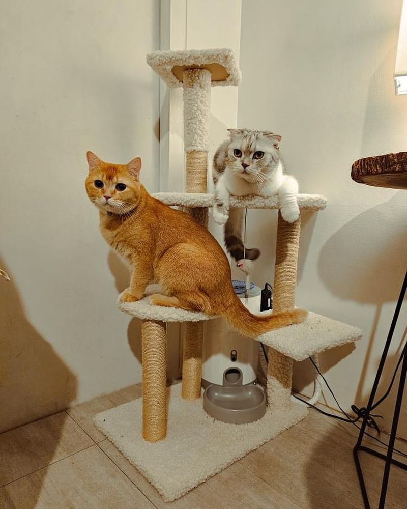 Customized Cat Furniture