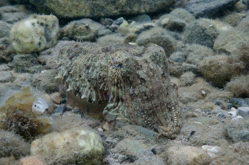 Cuttlefish