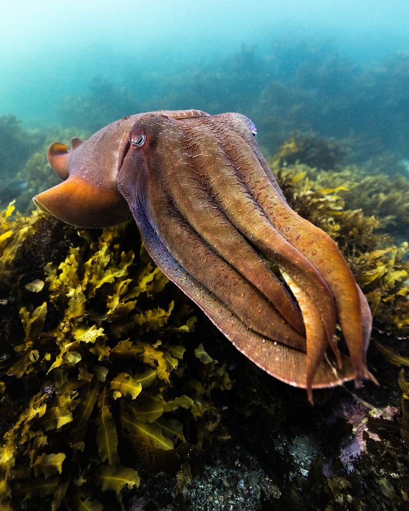 Cuttlefish