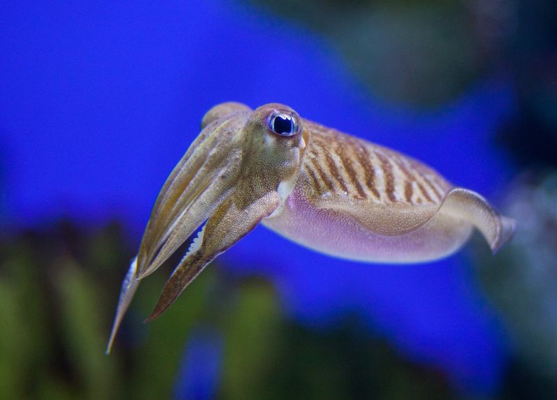 Cuttlefish's Dynamic Camouflage