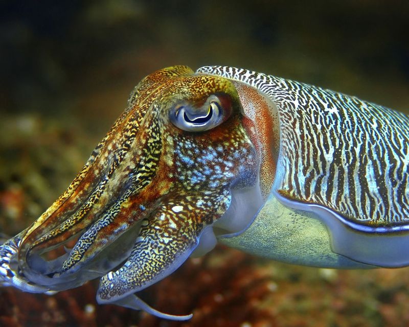 Cuttlefish