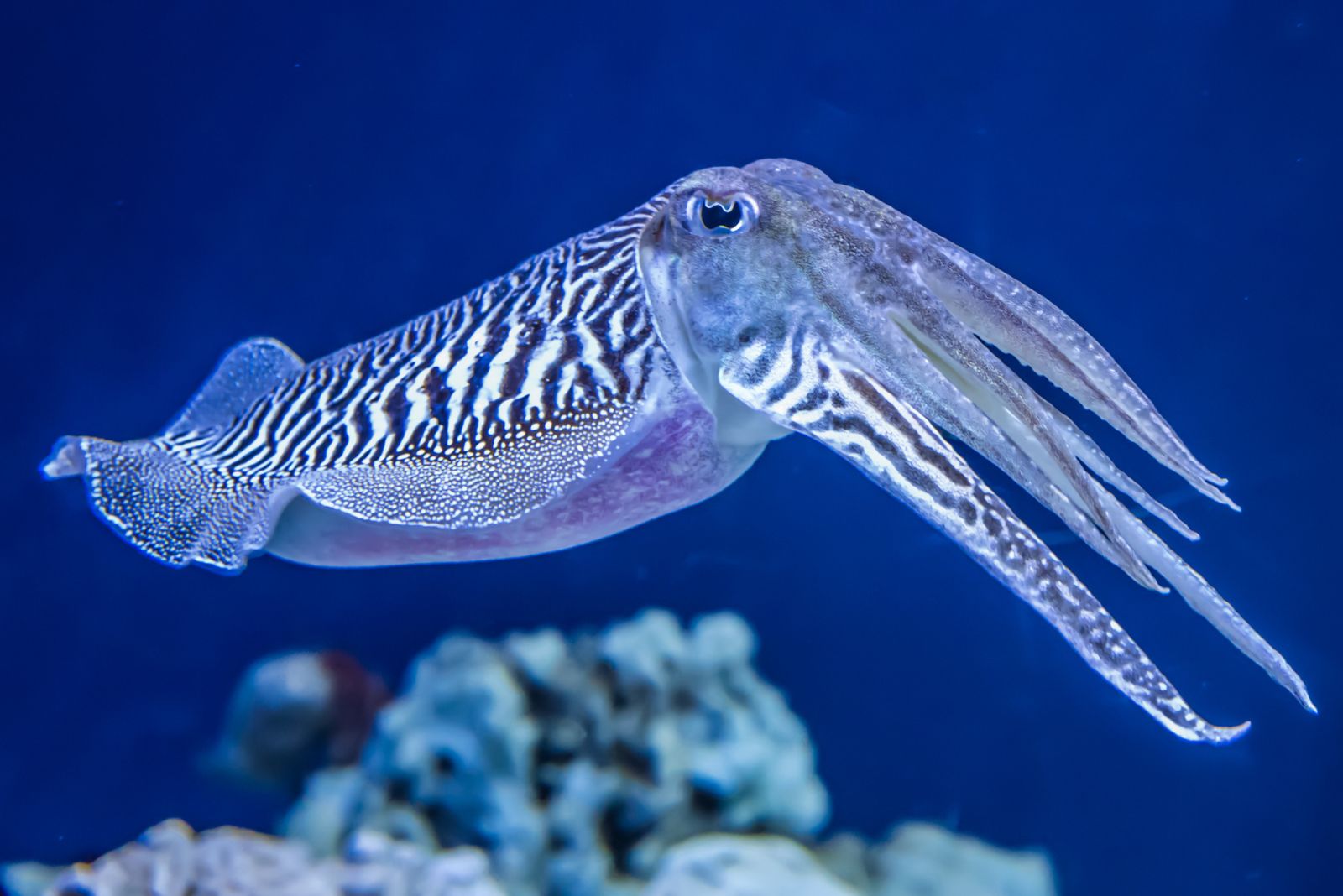 Cuttlefish