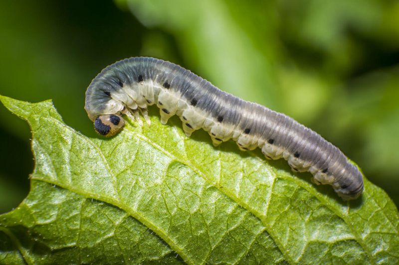 Cutworms