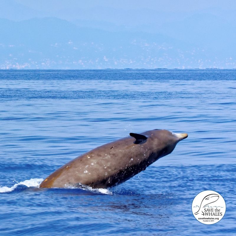 Cuvier's Beaked Whale