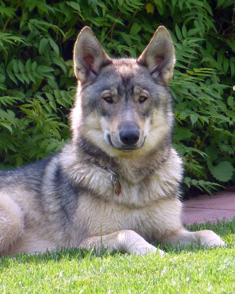 Czechoslovakian Wolfdog