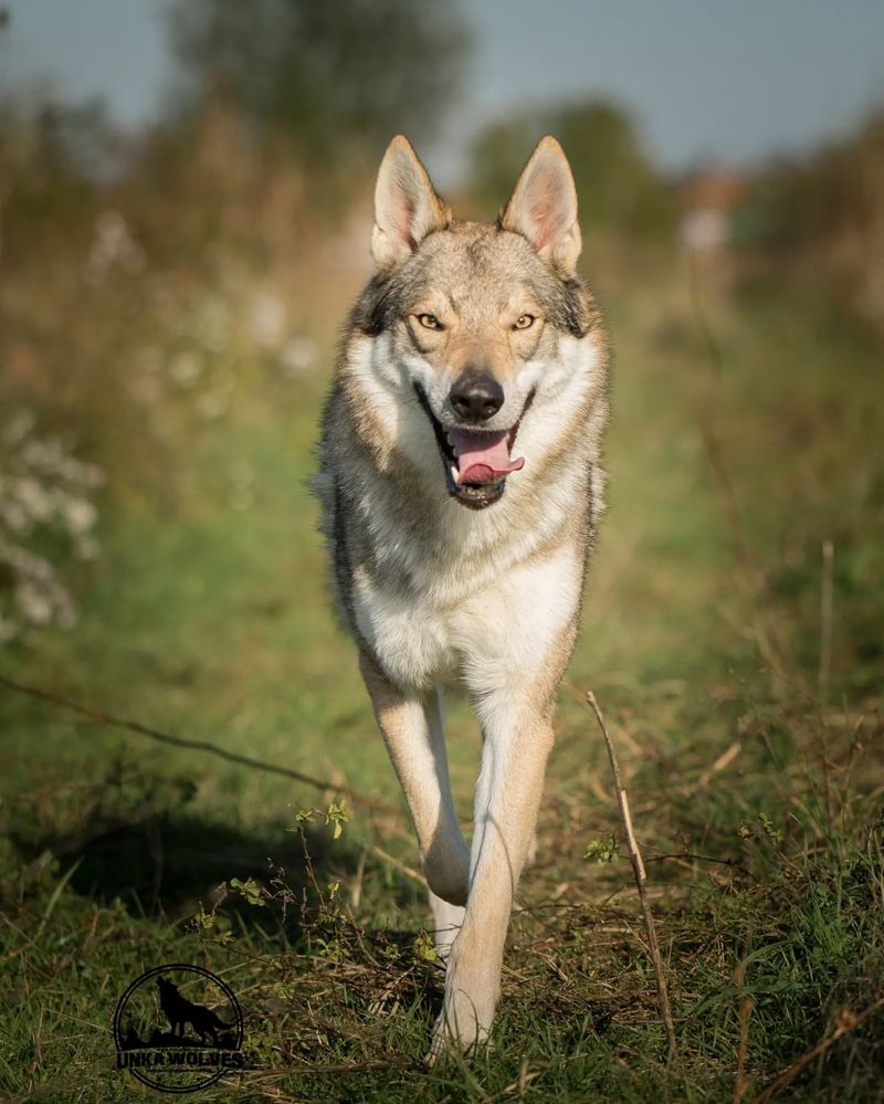 Czechoslovakian Wolfdog