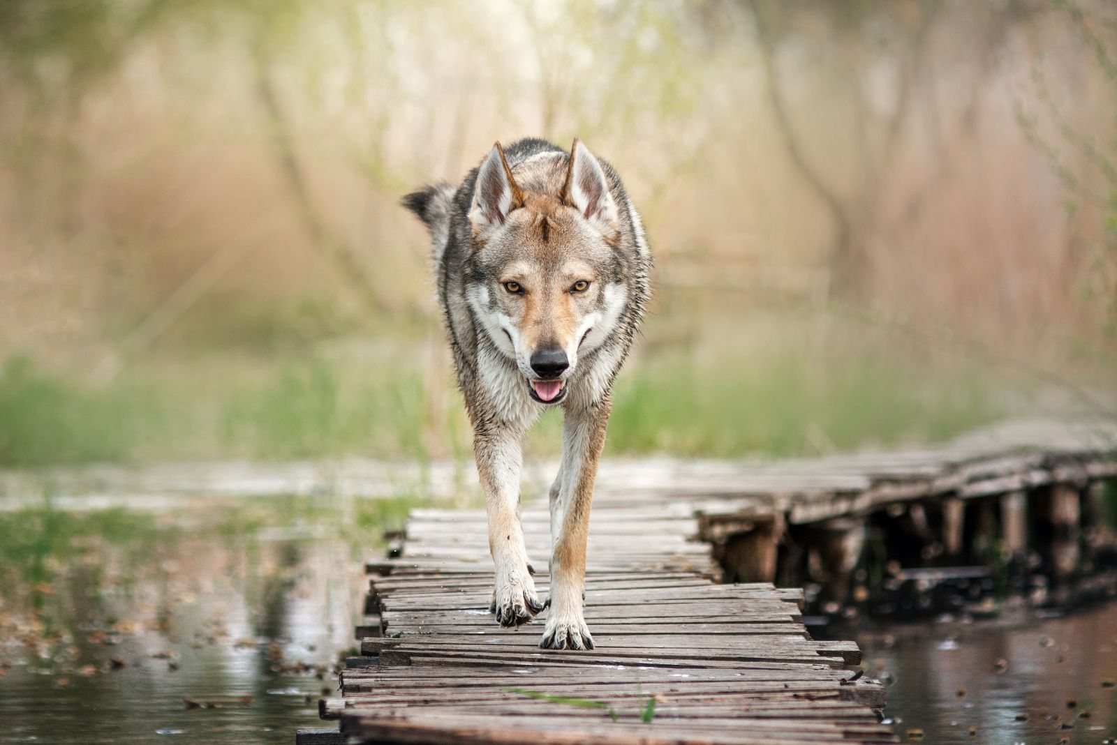 Czechoslovakian Wolfdog