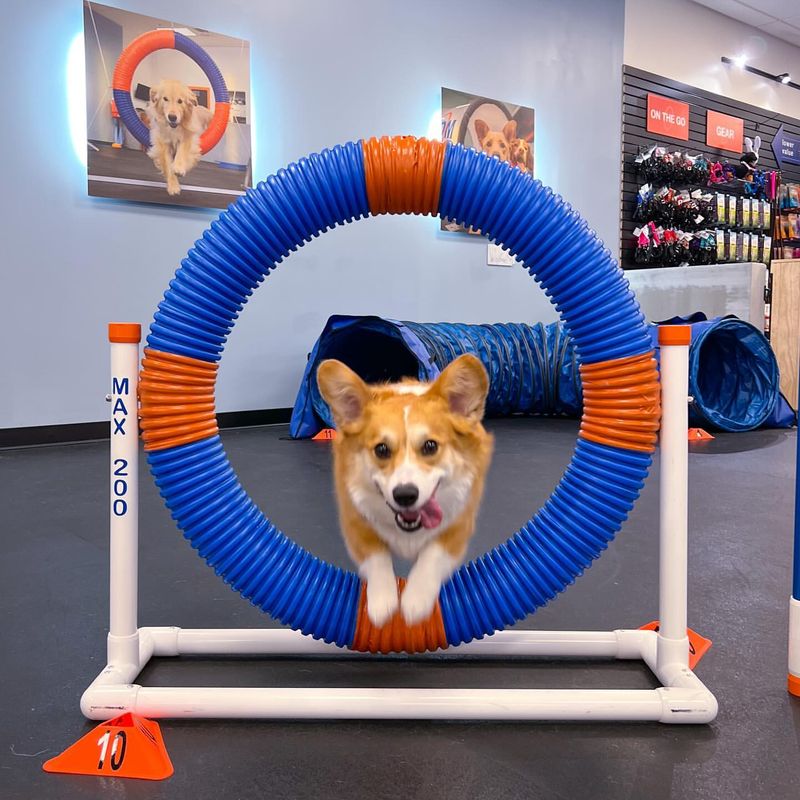 DIY Agility Course