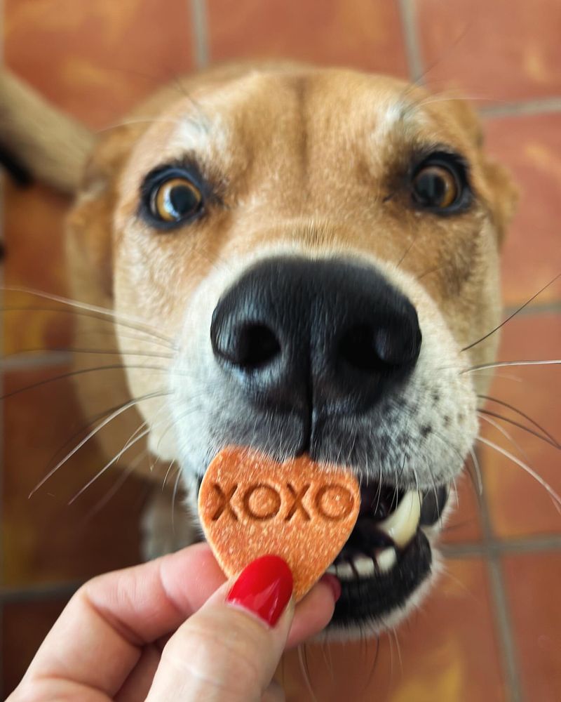 DIY Treat Dispenser