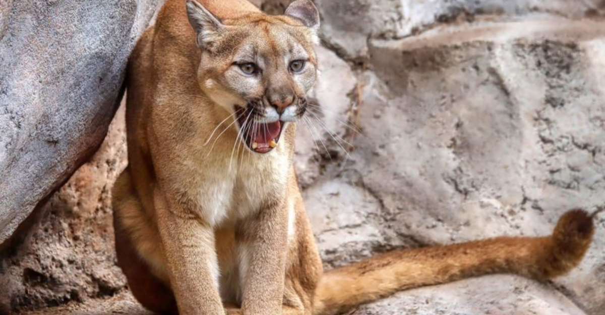 10 Ways Big Cats Differ From Domestic Cats Beyond Size